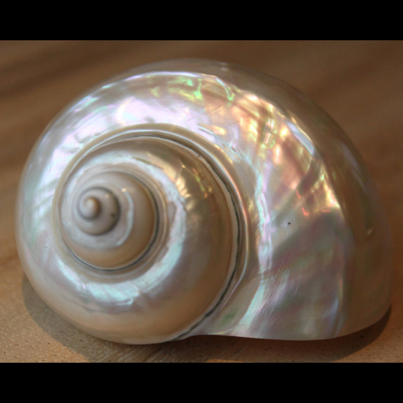 Turbo White "Turbo marmoratus" - coquille - nacre - plage