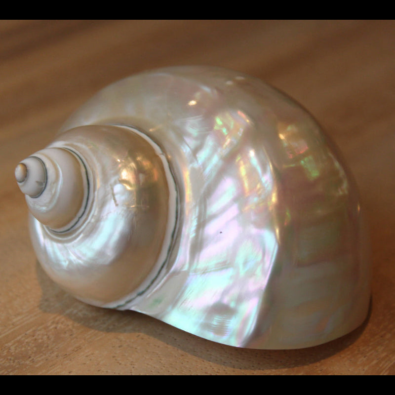 Turbo White "Turbo marmoratus" - coquille - nacre - plage
