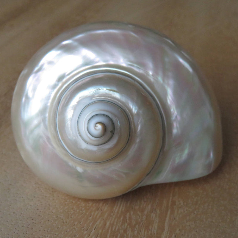 Turbo White "Turbo marmoratus" - coquille - nacre - plage