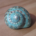 Turbo naturel "Turbo marmoratus" - coquille - décoration