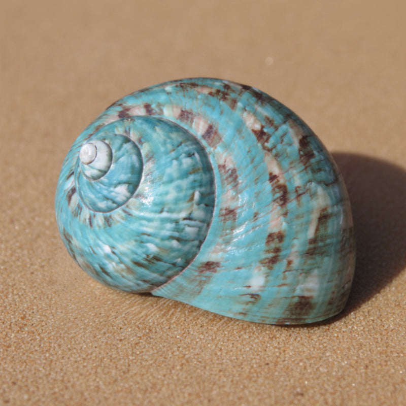 Turbo naturel "Turbo marmoratus" - coquille - décoration