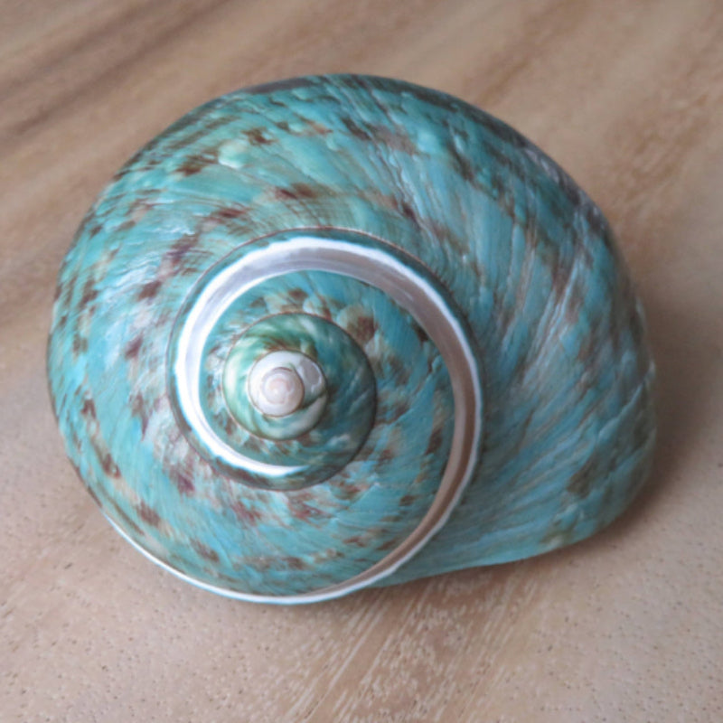 Turbo Poleng "Turbo marmoratus" - coquille - plage