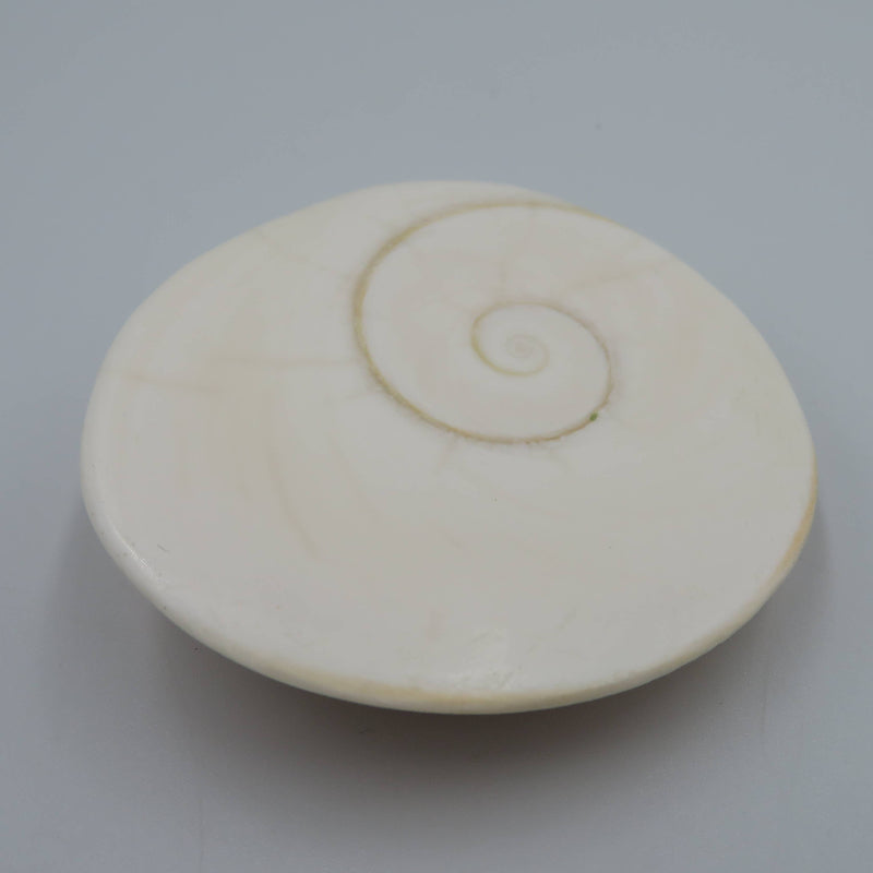 Coquillage Siva - Oeil de Sainte Lucie