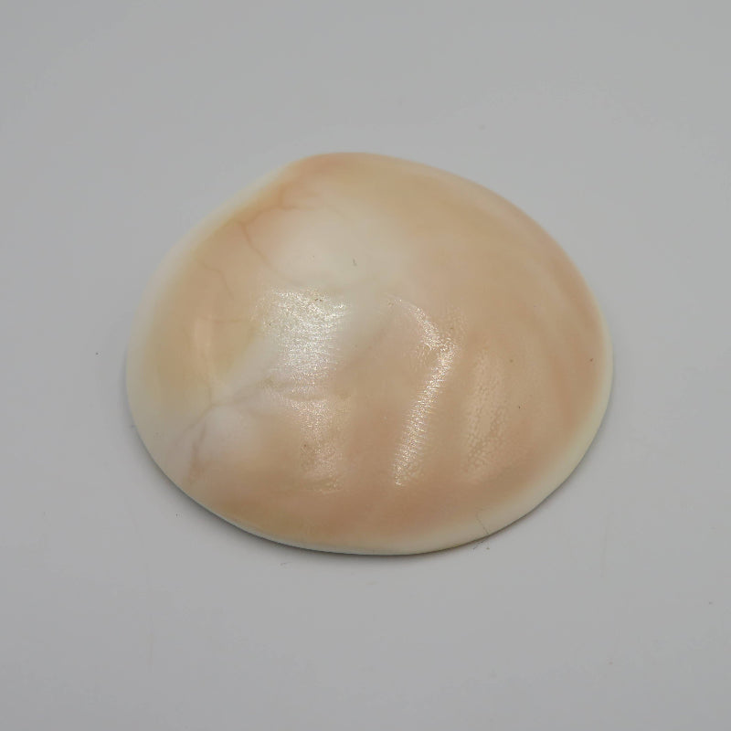 Coquillage Siva - Oeil de Sainte Lucie