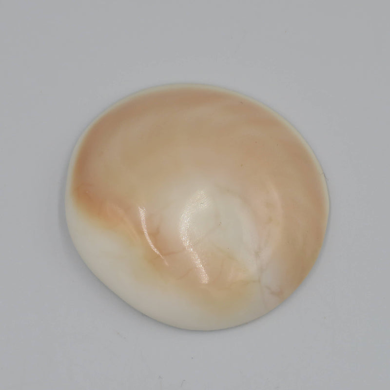 Coquillage Siva - Oeil de Sainte Lucie