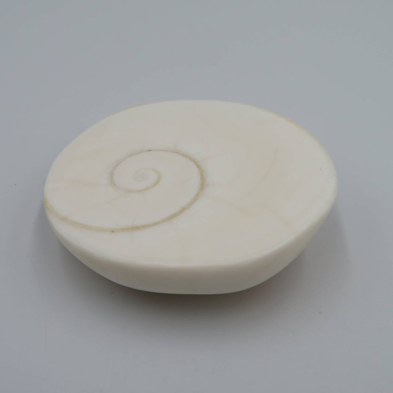 Coquillage Siva - Oeil de Sainte Lucie