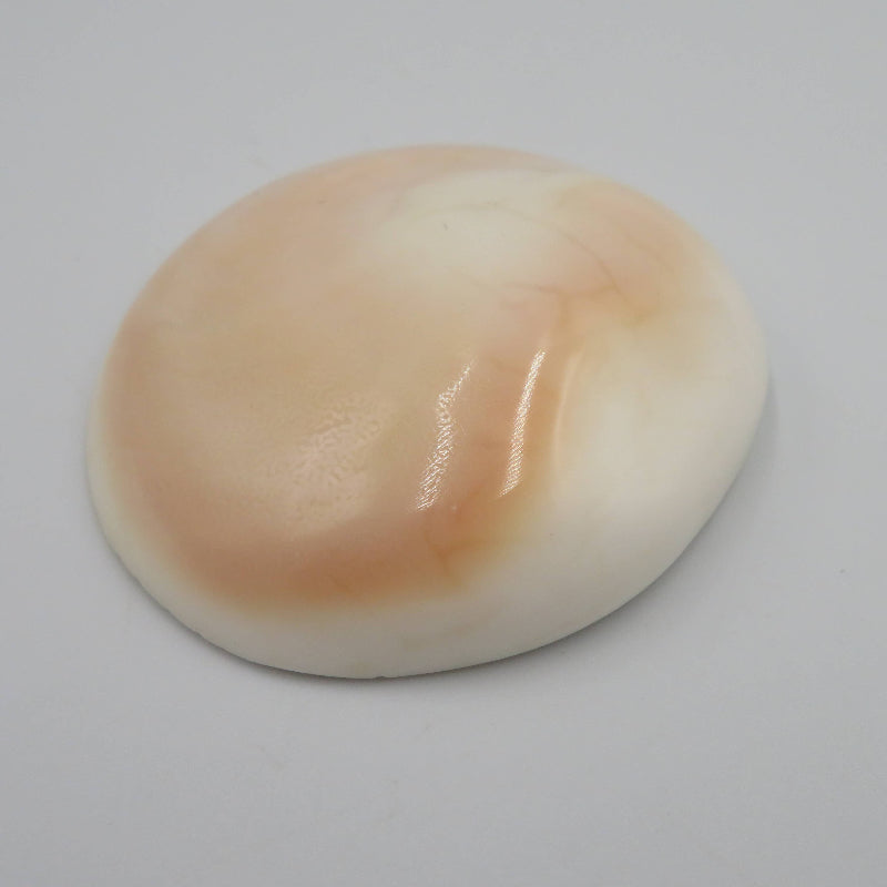 Coquillage Siva - Oeil de Sainte Lucie