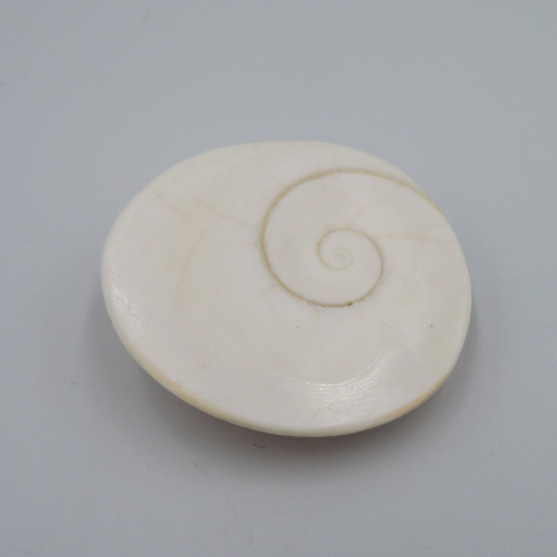 Coquillage Siva - Oeil de Sainte Lucie