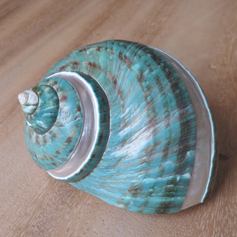 Turbo Poleng "Turbo marmoratus" - coquille - plage