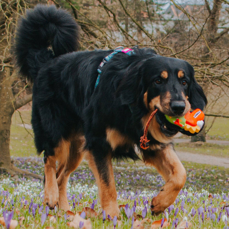 Jouet pour chien - Snuggles - Otto le Dino