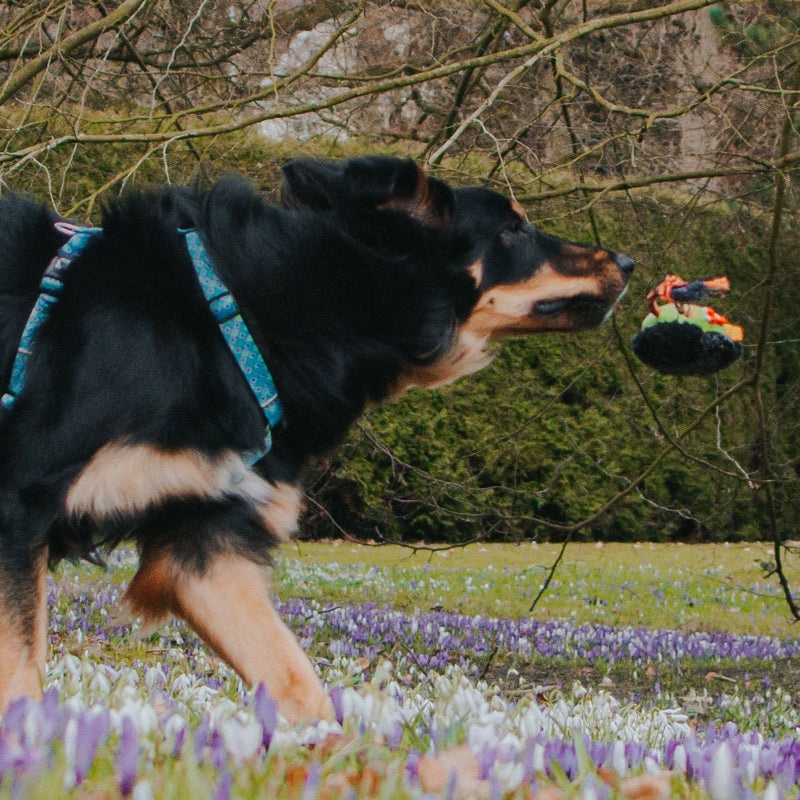 Jouet pour chien - Snuggles - Otto le Dino