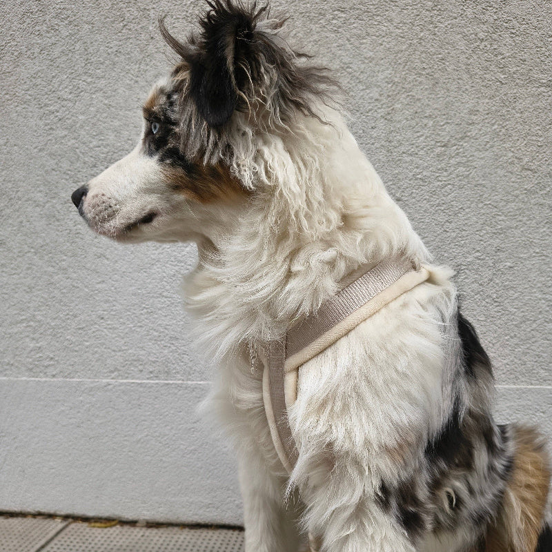 Harnais pour chien en velours - couleur blanc perle