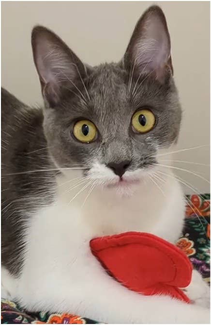Jouet pour chat - Cool en Feutrine