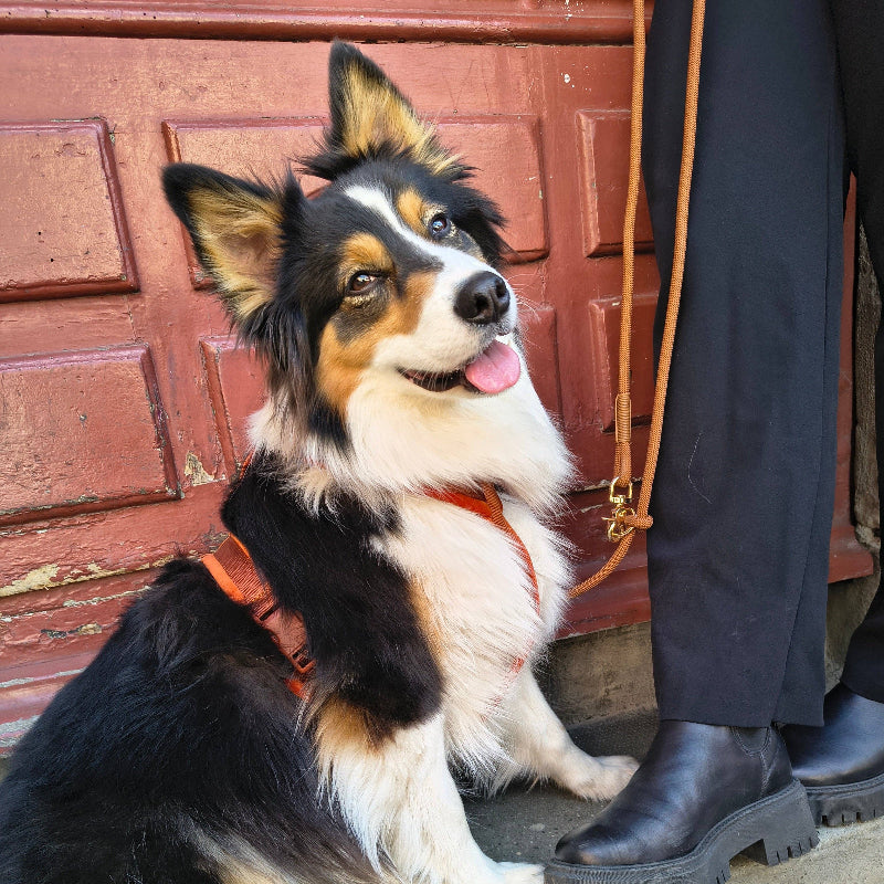 Laisse Multiposition pour chien - couleur argile terracotta