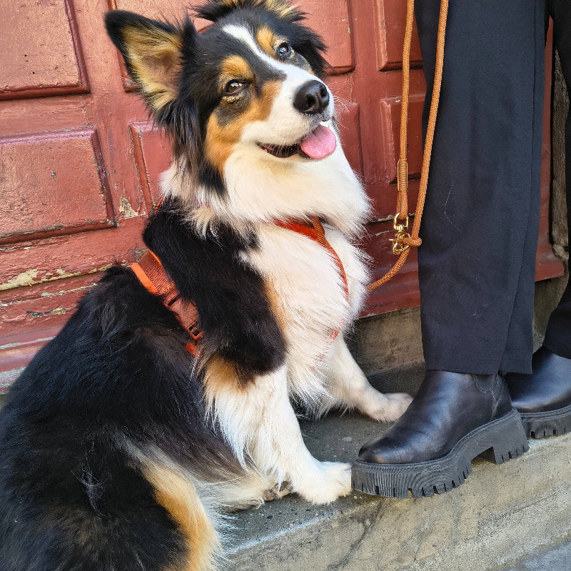 Harnais pour chien en velours - couleur argile terracotta